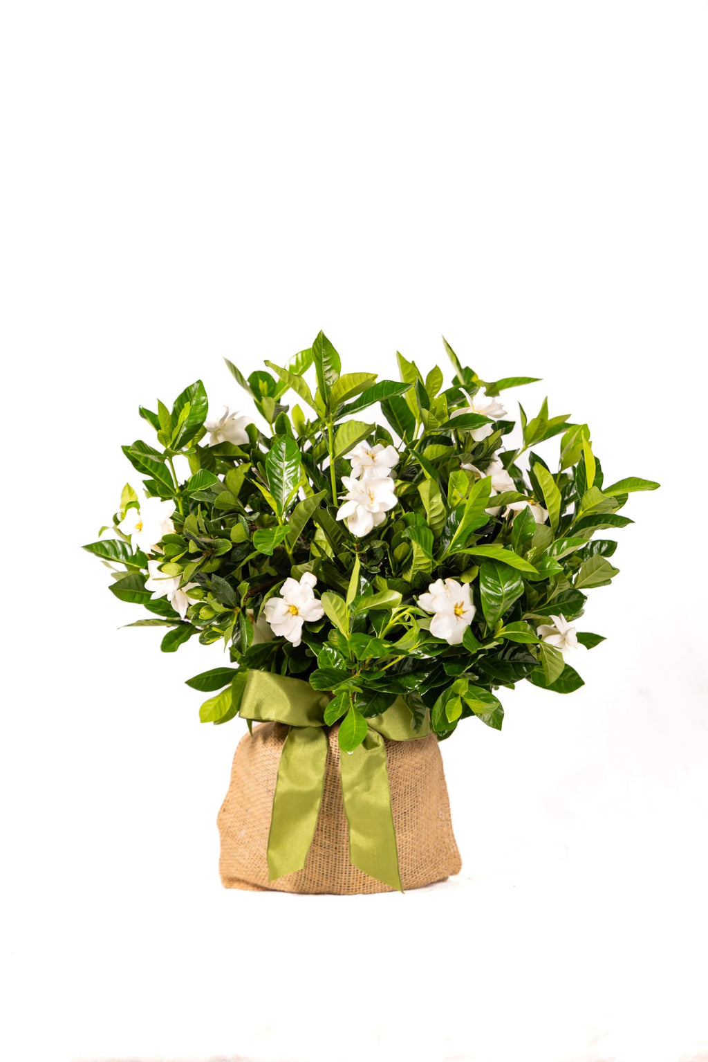 Gardenia Plant Z5699
