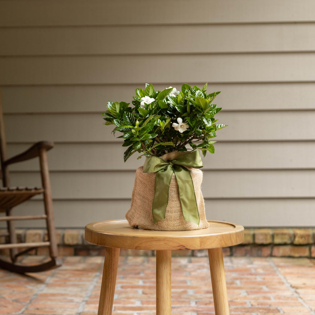 Gardenia Plant Z5699