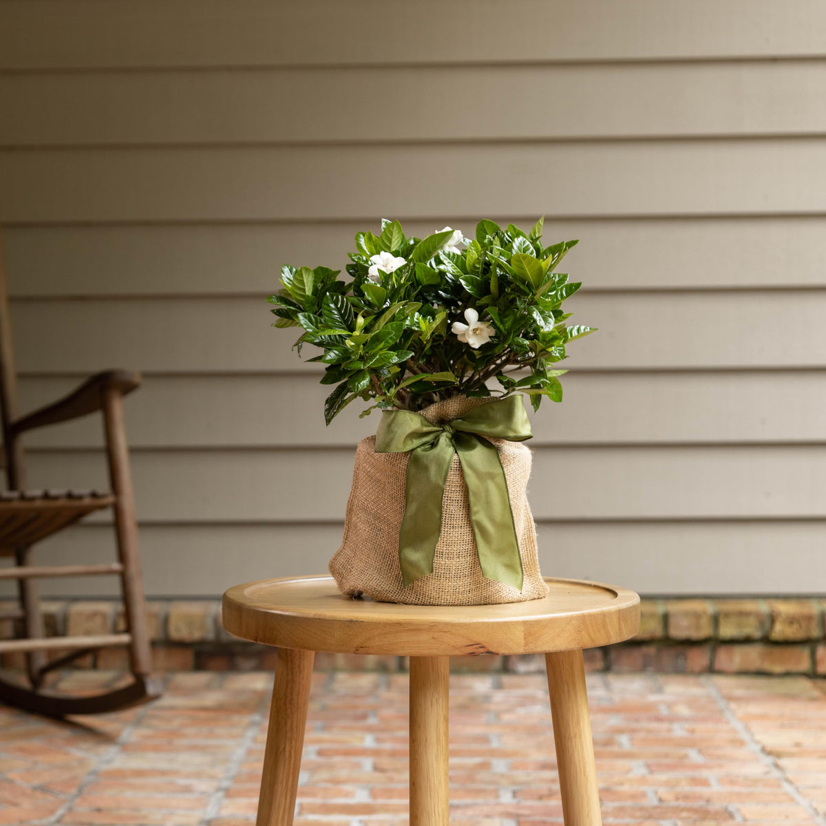 Gardenia Plant Z5699